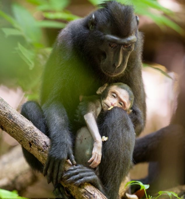 أنثى القرد تحتضن طفلها الميت لأيام