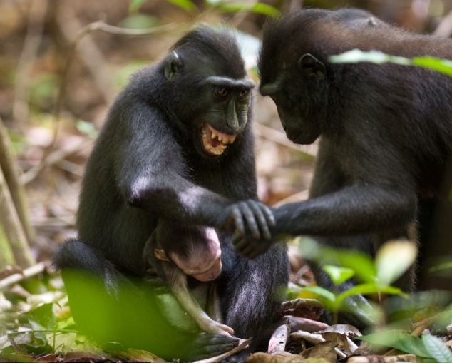 أنثى القرد تحتضن طفلها الميت لأيام1
