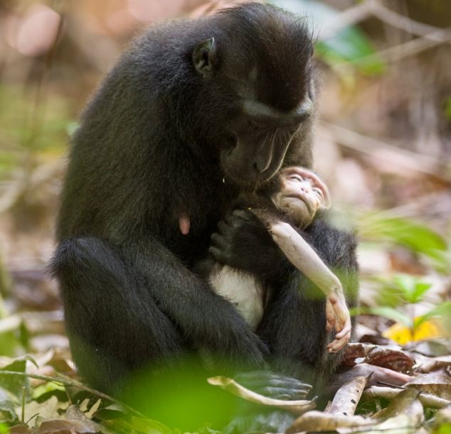 أنثى القرد تحتضن طفلها الميت لأيام2