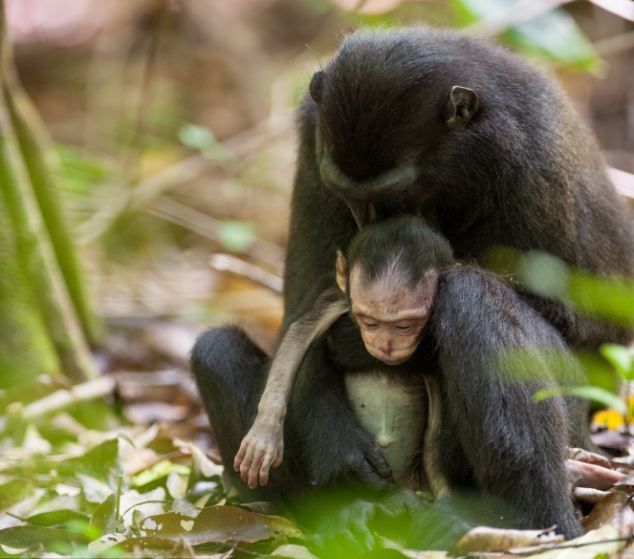 أنثى القرد تحتضن طفلها الميت لأيام3