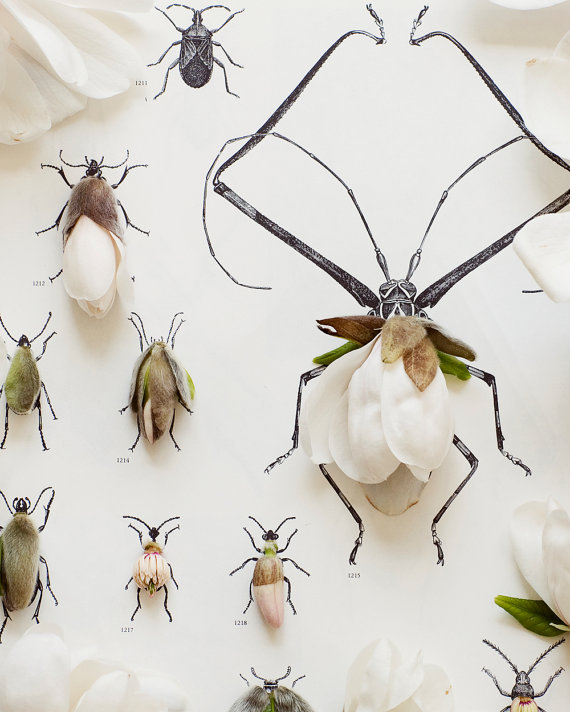 فنانة أسترالية تخرج بإسلوب فني جديد ! رسم الحشرات بالورود  (4)