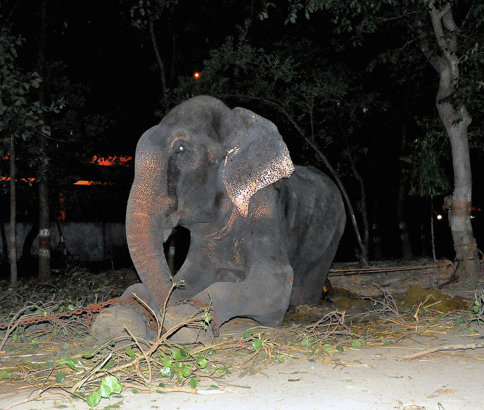 قصة الفيل الذي بكى عند انقاذه بعد 50 سنه من الأسر ! (2)