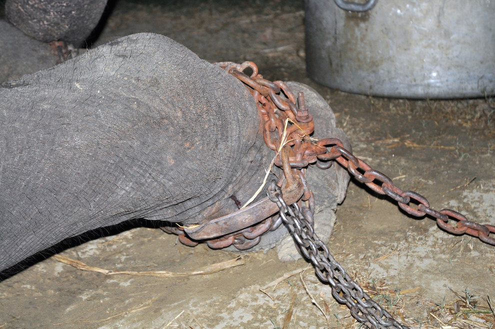 قصة الفيل الذي بكى عند انقاذه بعد 50 سنه من الأسر ! (3)