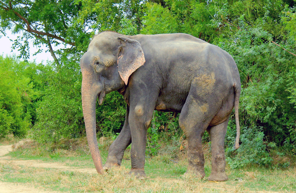 قصة الفيل الذي بكى عند انقاذه بعد 50 سنه من الأسر ! (8)