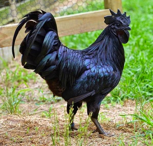دجاج أسود 3