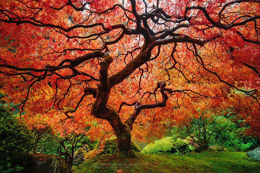 شجرة القيقب في اليابان 1