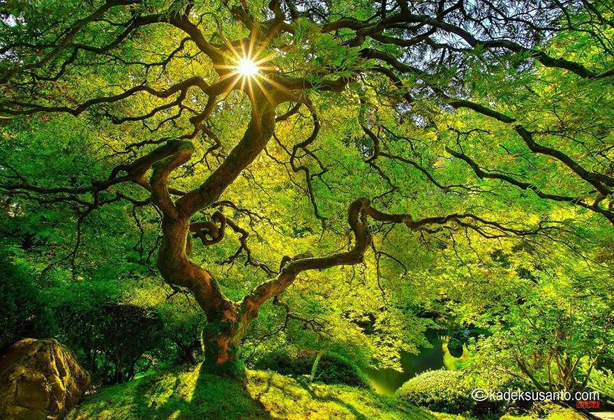 شجرة القيقب في اليابان