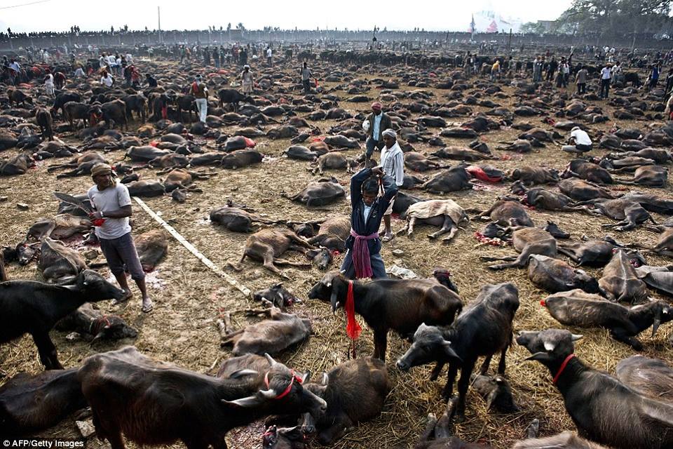 مراسم هندوسية لذبح 300 ألف جاموس (1)