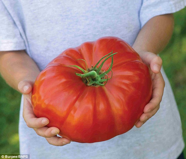 أكبر حبة طماطم في العالم