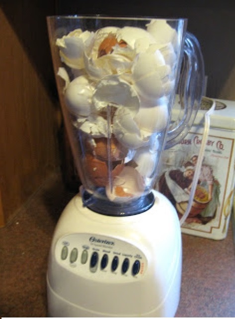 تكسير قشور البيض بواسطة الخلاط الكهرباي و و ضعها للتربة لتوفير الكالسيوم