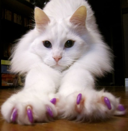 قطط تستخدم طلاء الأظافر