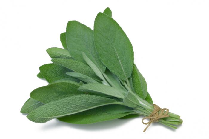 bunch-of-sage-leaves