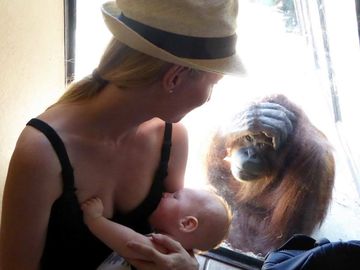 orangutan-watches-mom-breastfeeding
