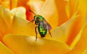 Bee-Green-2-300x187