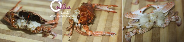 قباقب سرطان البحر Crab