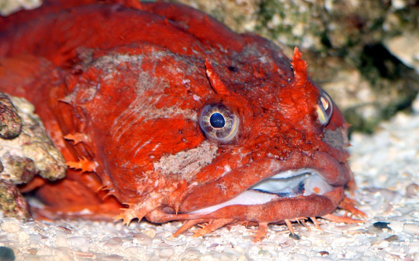 The Gulf toad fish