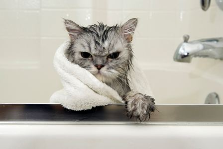 angry-cat-in-bath