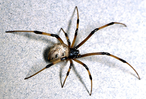 brown_widow_spider_female_01