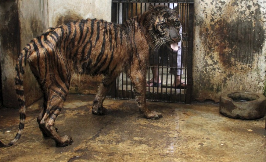أسوء حديقة حيوان في العالم في اندونيسيا 7