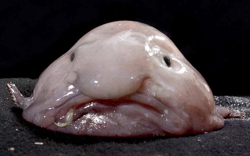 السمكة الحزينة blobfish