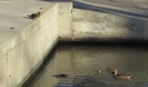 فيديو طريف لفروخ بط خائفة من القفز في الماء وراء والدتها