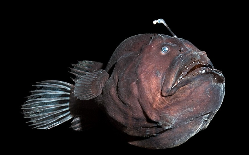 سمكة ابو الشص The anglerfish