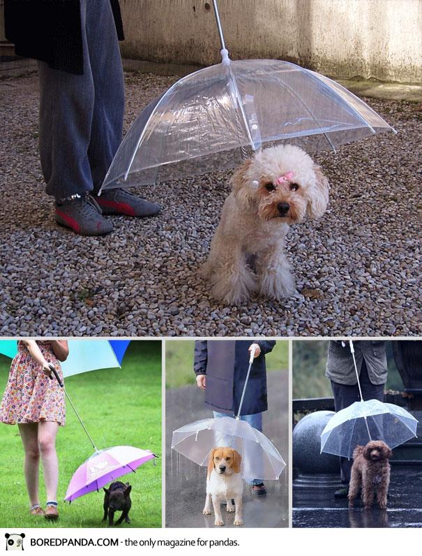 مظلة لحيوانتك الاليفة